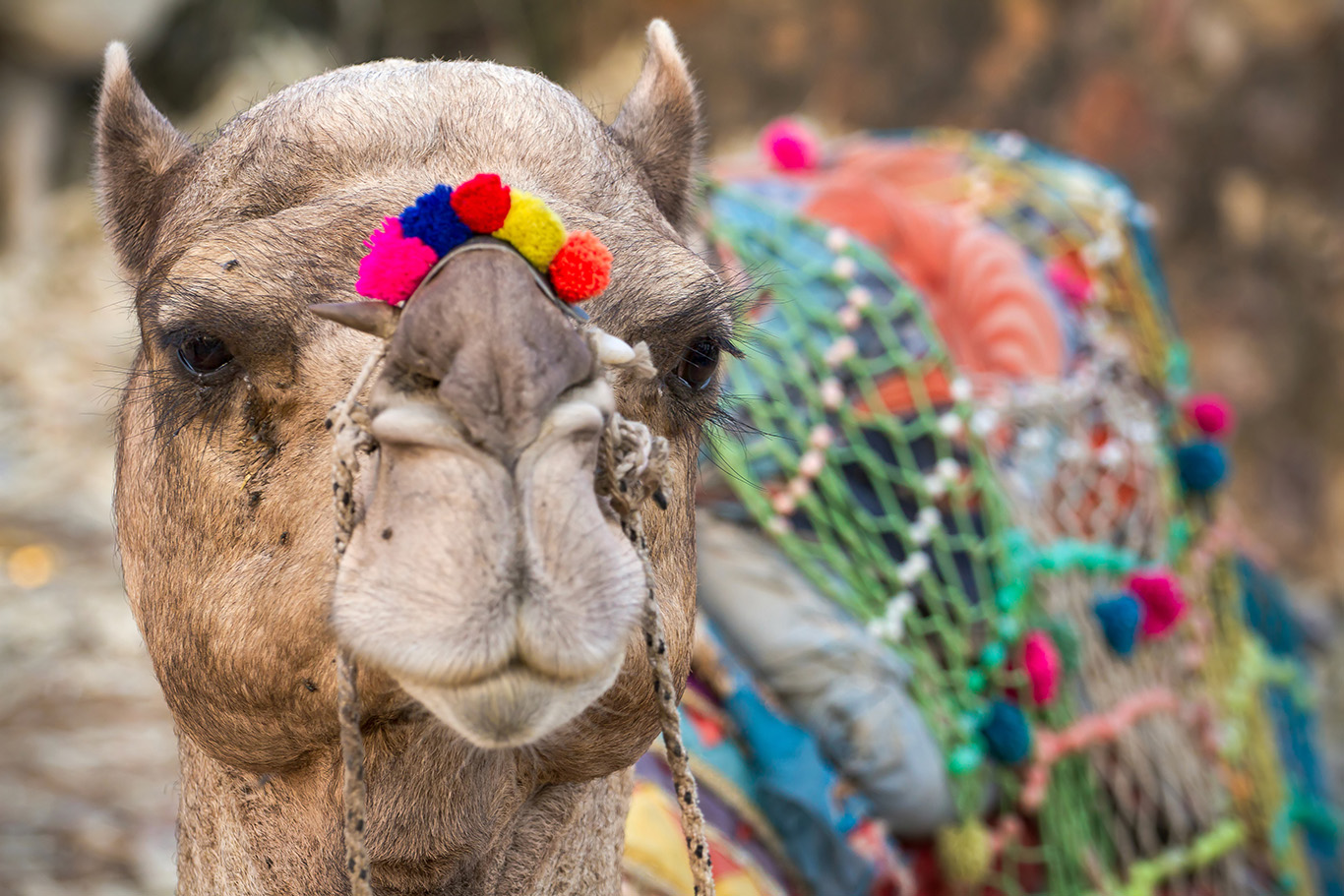 Camel Festival Pushkar, Rajasthan, India