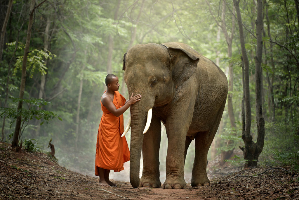 Monk and elephant Thailand