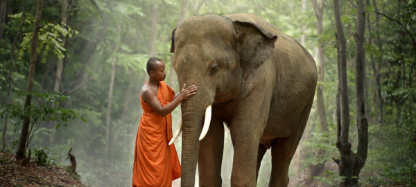 Monk and elephant Thailand