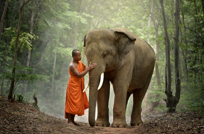 Monk and elephant Thailand
