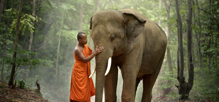 Monk and elephant Thailand